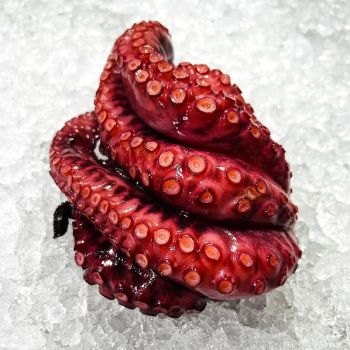 Frozen Fresh Octopus Ocean Harvested Selection Preserving Natural Flavor Profile For Food Service And Retail Buyers - TOSOH INTERNATIONAL - South Africa