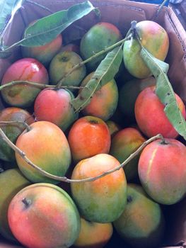 alphonso mango - Pt maxindo tunas abadi - Indonesia