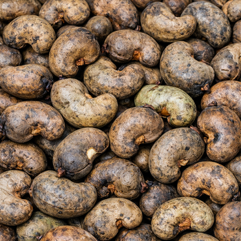 CASHEW NUTS from UMOZA FARMS (PTY) LTD CASHEW NUTS – product photo, Raw Cashew Nuts products found from trusted suppliers, wholesalers, manufacturers & exporters Listing