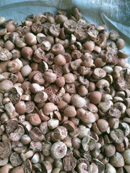 Betelnut - PT SHAIKH INTERNATIONAL - Indonesia