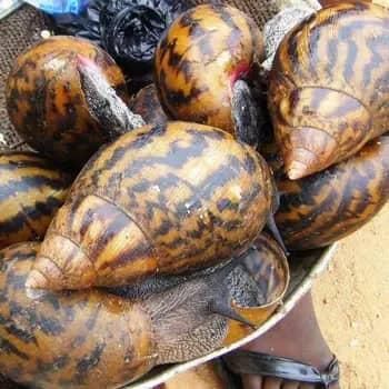 Fresh African Giant Snails/Processed Alive,Frozen,Dried ,Fresh Snails for Sale WHATSAP +255787979235 - AL JABLI TRADING COMPANY LIMITED - Tanzania