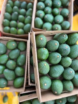 Avocado Hass Rough Texture - Oval to Pear shape Rich, creamy flesh, high oil content Avocado from Sypex General Agencies Limited Avocado Hass Rough Texture - Oval to Pear shape Rich, creamy flesh, high oil content Avocado - Sypex General Agencies Limited - Uganda