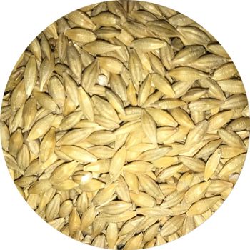 Premium Barley Grain With 95% Clean Content Fresh Barley Grain Packed For Export And Wholesale Buyers - AGRO AFRIQUE COMPANY LIMITED - Tanzania