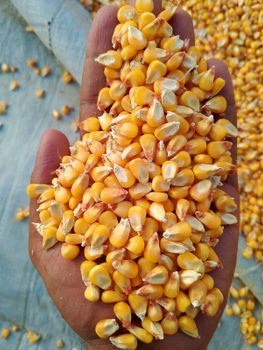 Yellow corn Origin pakistan Features GMO-Free Delivery Form Bag Packaging Size 60 kg - Saba Organics ( SMC - PRIVATE ) LIMITED - Pakistan