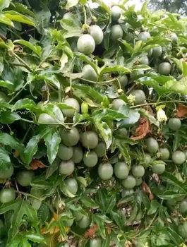 Person fruits – product photo, Fresh Orange Fruit products found from trusted suppliers, wholesalers, manufacturers & exporters Listing