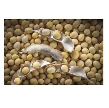 High Quality Organic Soybean / Dried Soya Beans Available For Sale At Low Price from CALIPSO POLSKA SP Z OO High Quality Organic Soybean / Dried Soya Beans Available For Sale At Low Price - CALIPSO POLSKA SP Z OO - Poland