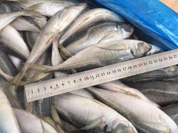 Frozen horse mackerel Shelf Life 2 years Packaging 10kgs carton Product Variants 12cm+, 16cm+, 18cm+, 20cm+, 22cm+ Horse Mackerel - Taizhou xingwang aquatic product co.,ltd - China