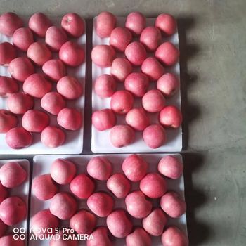 Premium Fresh Penglai Fuji Apples, Crisp Sweet Juicy Grade A Red Fruits with Rich Nutrition from Super vegetables and fruits CO Premium Fresh Penglai Fuji Apples, Crisp Sweet Juicy Grade A Red Fruits with Rich Nutrition - Super vegetables and fruits CO - China