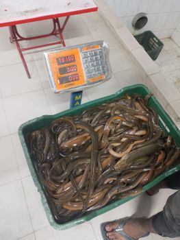 Eel fish from Sauda live food company limited Eel fish - Sauda live food company limited - Bangladesh