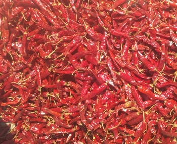 RED CHILLI TEJA S17 Organic Yes Delivery Form Bag Chili Type TEJA S17 Degree of Spiciness Spicy - Dev International - India