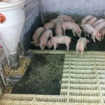 Hot Selling Fiber Reinforced Wean Farrowing Rearing Warm Pig Sow Feed Save Rubber Mat - Qingdao Kingstone Industry Co., Ltd. - China