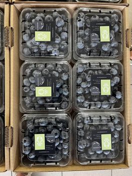 Blueberry Color Blue Maturity - BLACK BEE SP. Z O.O. - Poland
