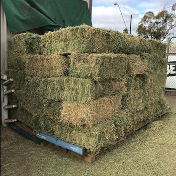 Premium Lucerne Hay - GOLDEN STAR BV - South Africa