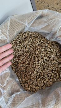 ROBUSTA - HONG TAM ROSIC GLOBAL JSC - Vietnam