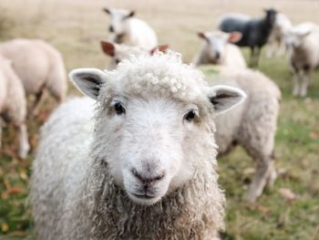 Live Sheep - Am star group trading plc - Ethiopia