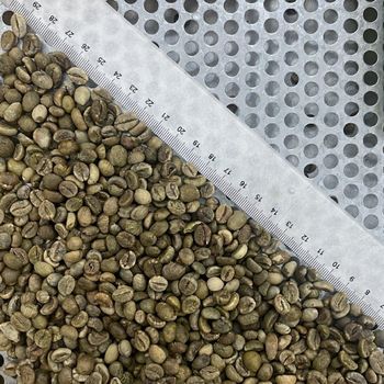 Green coffee Bean Robusta S16 Clean Origin Vietnam Features Gluten-Free Product Type Beverages, Vegetarian & Vegan Products - Nam Son Co.,ltd - Vietnam