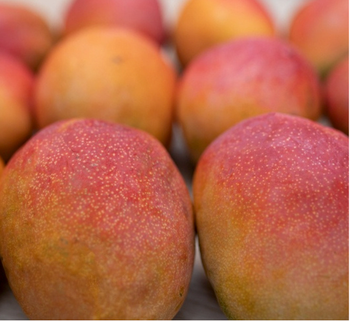 Mangos - ART LOG MAROC - France