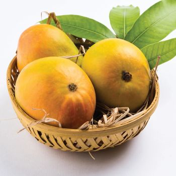High Quality Fresh Alphonso Mango by International Super Grade 3kg Box-Deliciously Sweet Flavor at an Excellent - TRADECENTRIC LLC - United States