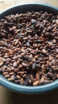 Cocoa Beans - ngyah cocoa - Cameroon