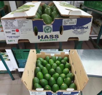 Hass Avocado - Am star group trading plc - Ethiopia