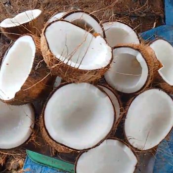 Semi Husked Coconut - CV. Trias Darpa Jaya - Indonesia
