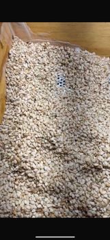 sesame seeds - Nova 8 Importação e Exportação LTDA - Brazil