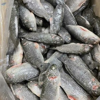 Perch -  Huvy Export Import Co., Ltd.  - Vietnam