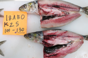 Sardinops sagax - Sardine export pacafic sardine – product photo, Top Quality Products
