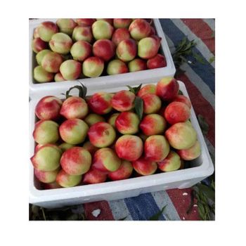 China Super Sweet Fresh Fruit Peaches Nectarines With Good Taste - Guanxian Good Goods Commerce Co.,Ltd. - China
