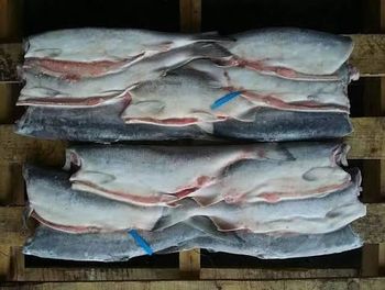 Chum salmon - MTF Trading FZCO - Russian Federation
