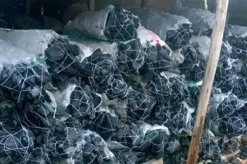 Hardwood Charcoal Color Black Sparks None Type Hardwood Odor Odorless Burn Time Long Ignition Ease Easy Heat Output Steady - RootSpring Agro Export Ltd - Nigeria