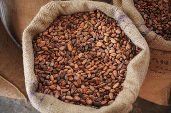 Cocoa Beans - Bourbon Origin - Madagascar