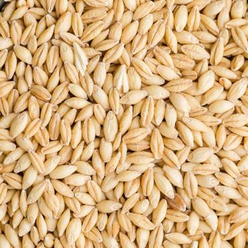 Premium Barley Grain For Wholesale Buyers High Quality Barley Grain Packed Fresh For Global Export And Bulk Orders - AGRO AFRIQUE COMPANY LIMITED - Tanzania