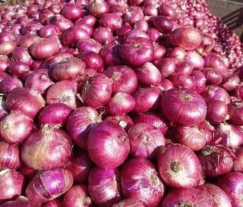 Onion – product photo, Mixed Fresh Vegetables products found from trusted suppliers, wholesalers, manufacturers & exporters Listing