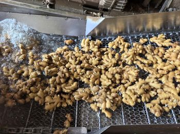 Fresh Ginger / Chinese Ginger / High Quality Natural Ginger for Export – Leading Supplier from China - Shandong Taifeng Commercial Group Co.,Ltd - China