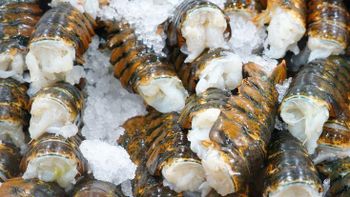 Best Price Wholesale Spicy Freshwater Frozen Lobster Tails Whole Crawfish Semi-IQF Processing Vacuum Pack Bulk - CPW TRADE LTD - United Kingdom