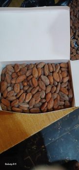 Dry Cocoa Beans from Zenith Homes and properties limited Dry Cocoa Beans - Zenith Homes and properties limited - Nigeria