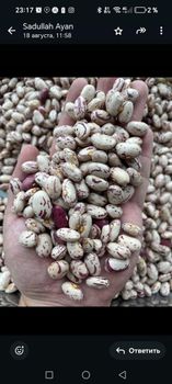 Cranbarry beans - Future Green Agri development - Uzbekistan