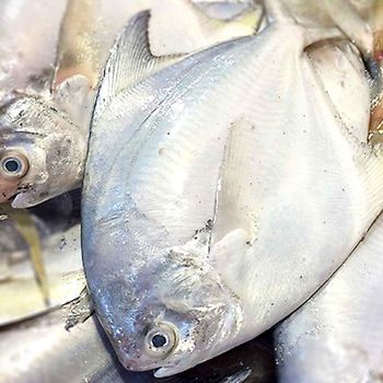 Frozen Silver Pomfret Fish Premium Size Selection For Seafood Importers Food Service Providers And Market Suppliers - TOSOH INTERNATIONAL - South Africa