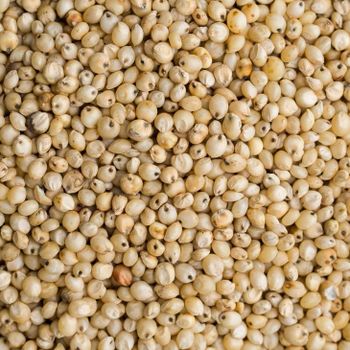 Premium Quality Sorghum Grains Bulk Supply Clean Natural Sorghum Harvest For Global Feed Industry And Agricultural Trading Demand from malter group Premium Quality Sorghum Grains Bulk Supply Clean Natural Sorghum Harvest For Global Feed Industry And Agricultural Trading Demand - malter group - Tanzania