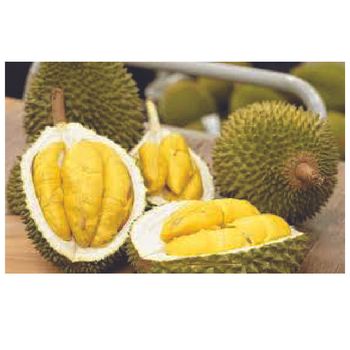 Vietnamese Fresh Durian Fruit and Frozen Durian Products with Sweet Taste - GLOBAL MEKONG GROUP - Vietnam