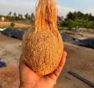  Find similar icon Cheap Price Fresh Mature Semi Husked Coconut From Thailand -  DAEWKAEW PANTAMANG Co., Ltd - Thailand