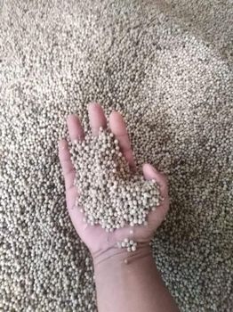 White Pepper Grade A Place of Origin - Parvezius Globalindo Utama - Indonesia