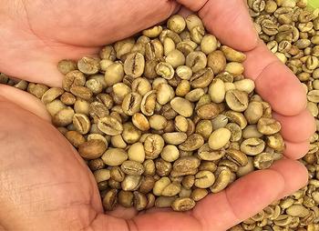 Robusta Coffee Green Beans Indonesia Java – product photo, Roasted Robusta Coffee Beans products found from trusted suppliers, wholesalers, manufacturers & exporters Listing