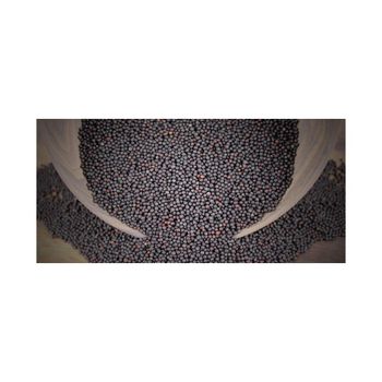 Premium canola seeds available for sale for intern-ational buyers and processors - MASI TRADING GMBH - Germany