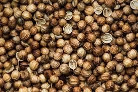 CORIANDER SEEDS Whole Coriander  Cilantro Seeds Packaging 25KG PP - MSQUARE TREND - India
