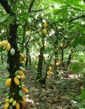 Agriculture, Food & Beverage from Tadjohplantations Agriculture, Food & Beverage – product photo, Food And Beverage products found from trusted suppliers, wholesalers, manufacturers & exporters Listing