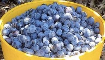 Blueberries and Avocado - Intatvatech - United Arab Emirates