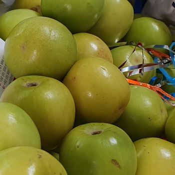 Stone Apple fresh fruit from Pakistan Style Fresh Type Jujube Grade A Grade Weight (kg) 0.01 Quality 100% Pure Color Bright - NAQSHBANDI ENTERPRISE - Pakistan