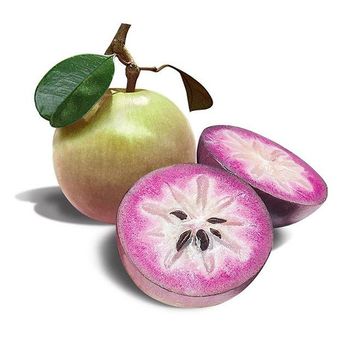 Star Apple Sweet Taste Made In Vietnam Good Wholesale Organic Fresh Ripe Soft Purple Star Apple - FOSACHA JOINT STOCK COMPANY - Vietnam